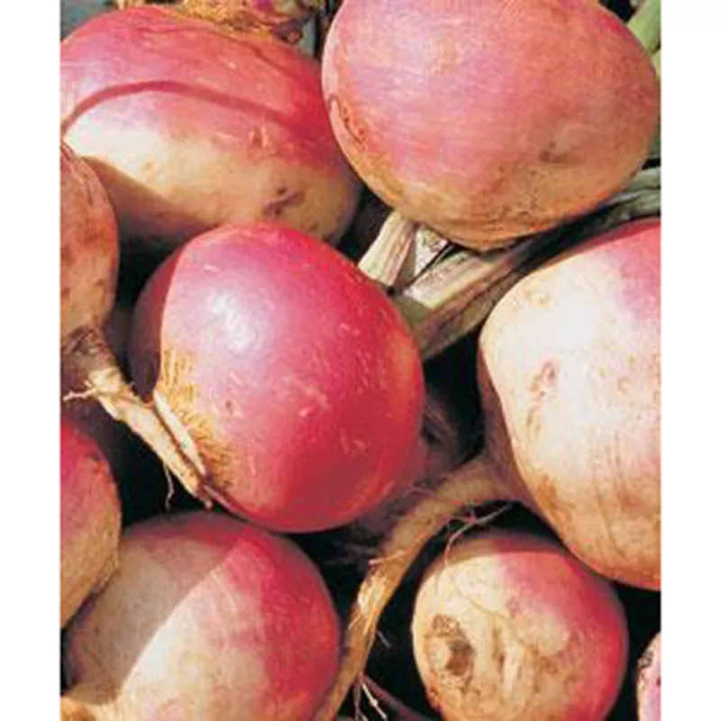 Purple Top White Globe Turnip Seed 9912800