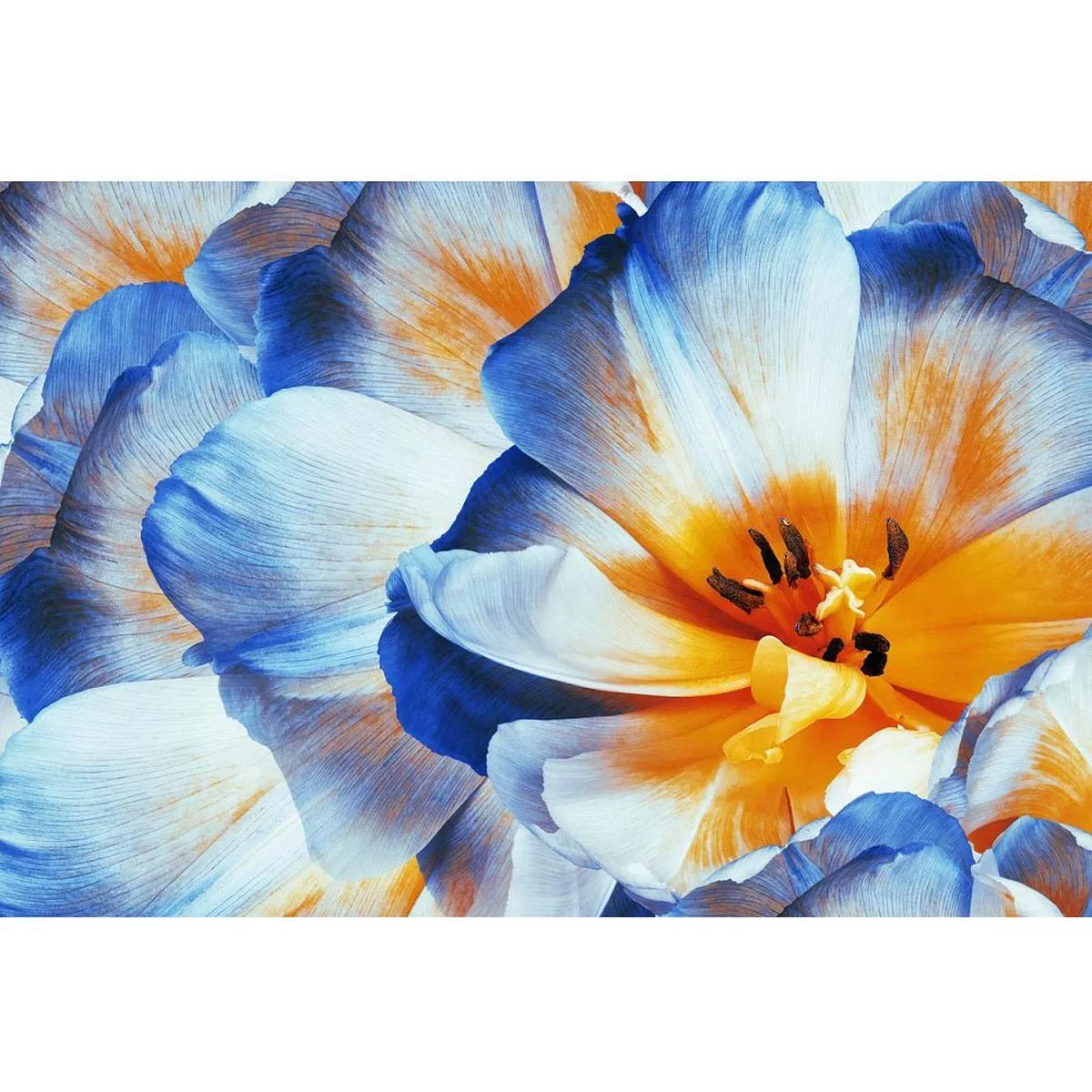 realistic-close-up-blue-tulip-flowers-fabric-panel Realistic Close-Up Blue Tulip Flowers Fabric Panel