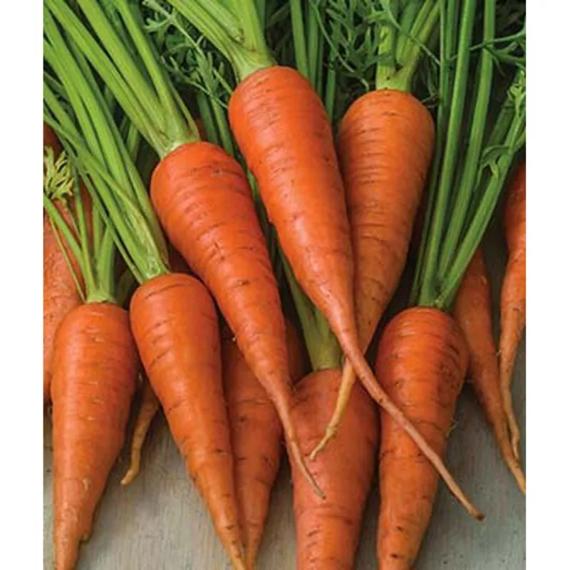 Short ‘n Sweet Carrot Seed Pack 66654